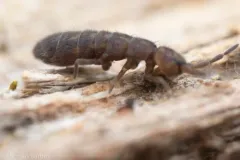 Isotoma delta thumbnail 1