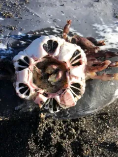 Coronula diadema thumbnail 2