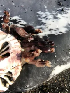 Rabbit-ear Barnacle thumbnail 1