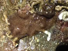 Giant Flatworm thumbnail 2