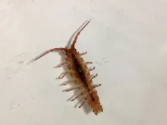 Idotea rufescens thumbnail 3