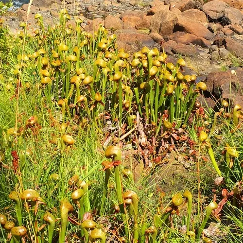 California pitcher plant