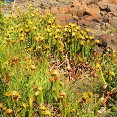 California pitcher plant