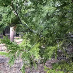 California incense-cedar thumbnail 1