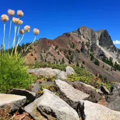 white pasqueflower thumbnail 3