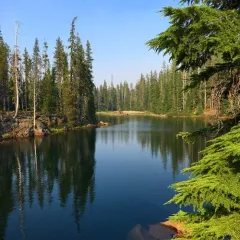 mountain hemlock thumbnail 1