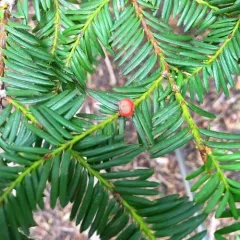Pacific yew thumbnail 1