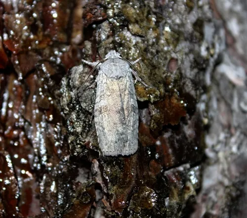 Pale Green Pinion