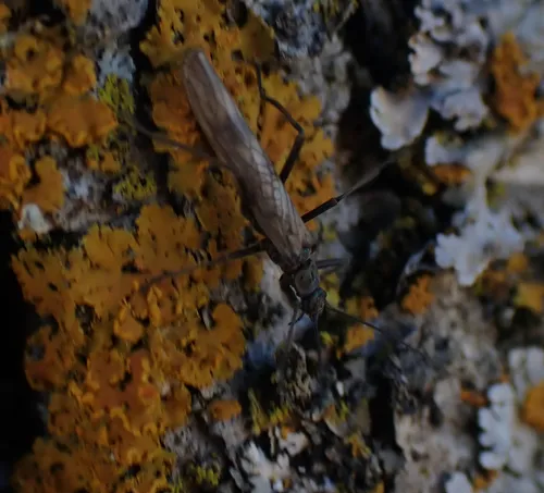 Boreal Willowfly