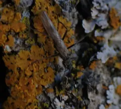 Boreal Willowfly thumbnail 1