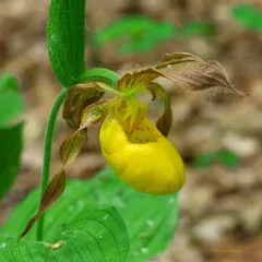 yellow lady's slipper thumbnail 2