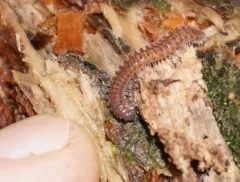 Urochordeuma bumpusi thumbnail 4