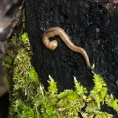 Wandering Broadhead Planarian thumbnail 4