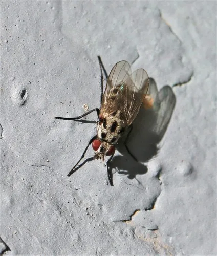 Anthomyia pluvialis