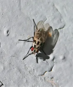Anthomyia pluvialis thumbnail 1
