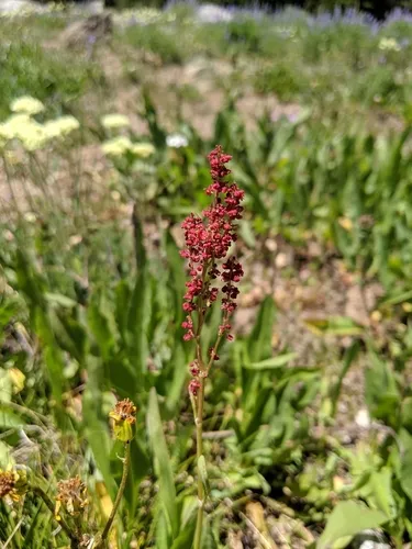 alpine sheep sorrel