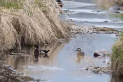 Baikal Teal thumbnail 4