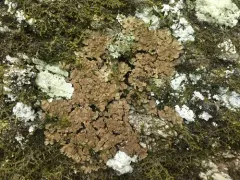Tree Stipplescale thumbnail 2