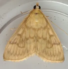 Saw-toothed Crocidophora Moth thumbnail 3