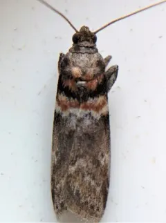 Salebriaria tenebrosella thumbnail 2