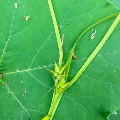 bladder sedge thumbnail 3