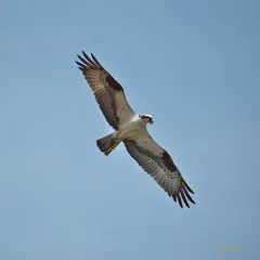 Osprey thumbnail 2