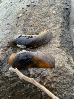 Spectaclecase thumbnail 2