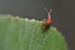 Tanyrhinus singularis thumbnail 2