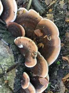 Resinous Polypore thumbnail 5