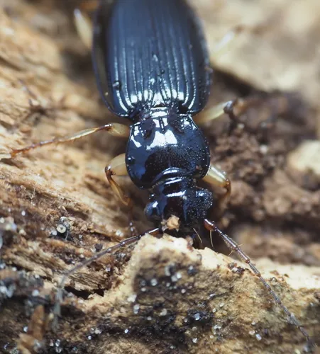 Long-horned Patrobus Beetle