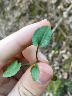 Bucculatrix staintonella thumbnail 1