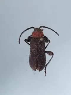 Ropalopus sanguinicollis thumbnail 4