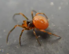 Brownblack Cobweb Weaver thumbnail 1