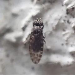 Limnellia turneri thumbnail 2