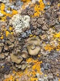 Powdery Rock-olive Lichen thumbnail 4