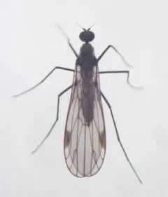 Clinocera stigma thumbnail 2