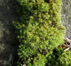 Yellow-green Rock Moss thumbnail 3