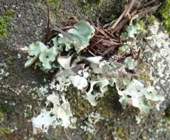 Speckled Rag Lichen thumbnail 2