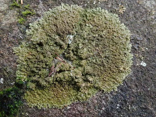 Warty Camouflage Lichen