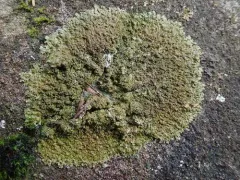 Warty Camouflage Lichen thumbnail 1