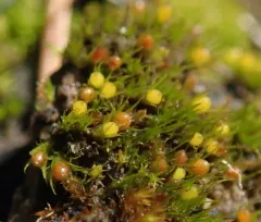 Taper-leaved Earth-moss thumbnail 3