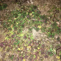henbit deadnettle thumbnail 3