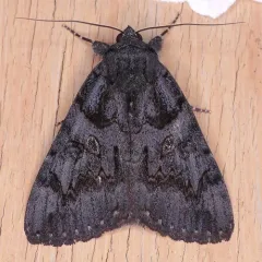 Sweetfern Underwing Moth thumbnail 3