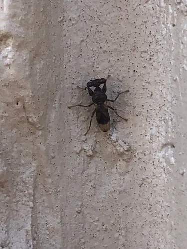 Sphyracephala subbifasciata