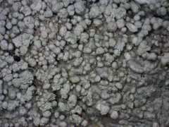 Powdered Wart Lichen thumbnail 2