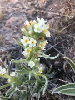 Malheur Cryptantha thumbnail 2