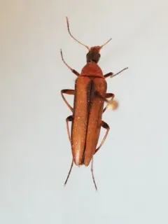 Cephaloon tenuicorne thumbnail 4