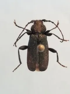 Callidium cicatricosum thumbnail 2