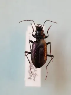 Nebria metallica thumbnail 2