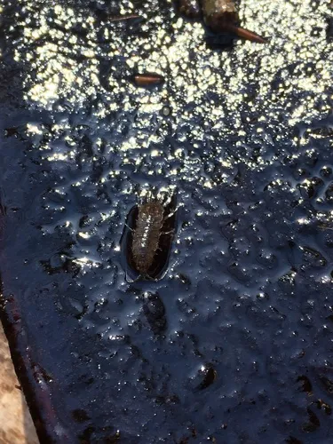Eastern Waterslater